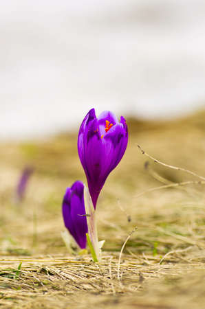 Spring crocus flowers on green natural background. Selective focusの写真素材