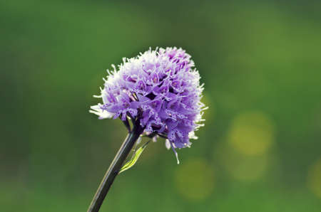 Close up of the flowers of some allium with butterflyの写真素材