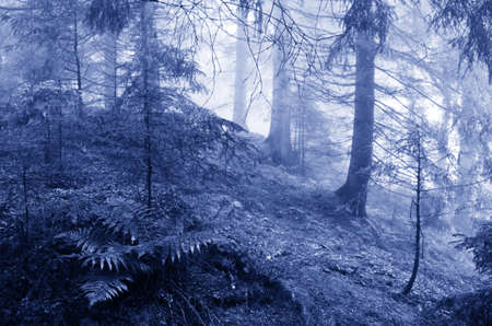 Beautiful summer forest mountain pathの写真素材