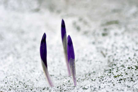 Spring crocus flowers on green natural background. Selective focusの写真素材