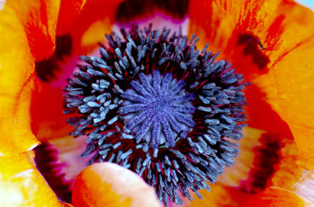 poppy heart macro. Shot red poppy close-upの写真素材