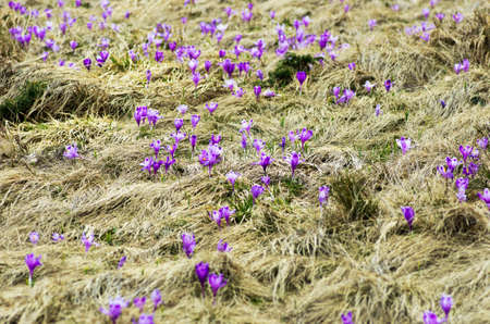 Spring crocus flowers on  natural background. Selective focusの写真素材