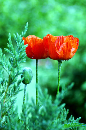 poppy heart macro. Shot red poppy close-upの写真素材