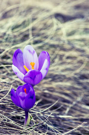 Spring crocus flowers on green natural background. Selective focusの写真素材