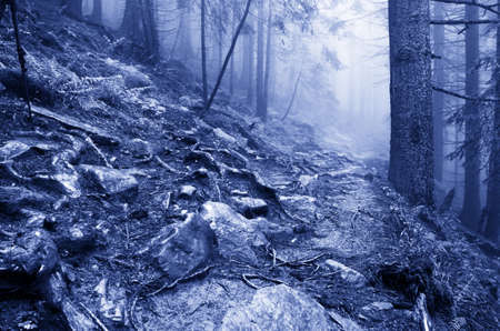 Beautiful summer forest mountain pathの写真素材