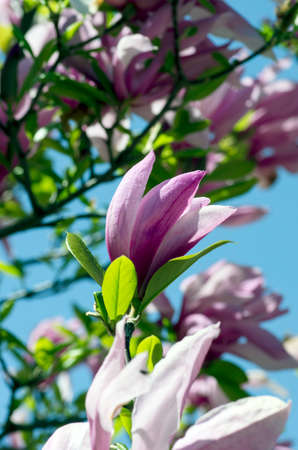 Beautiful Flowers of a Magnolia Treeの写真素材