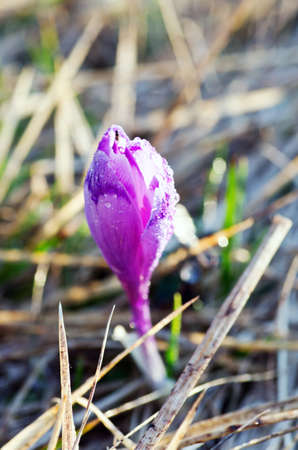 Spring crocus flowers on green natural background. Selective focusの写真素材