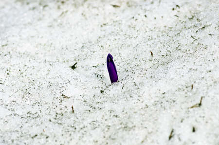 Spring crocus flowers in snow. Selective focusの写真素材