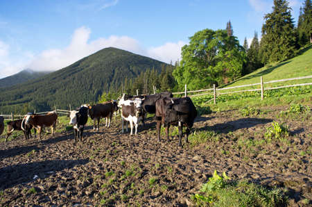 Dairy cows in paddock eating fresh grass under the blue skyの写真素材
