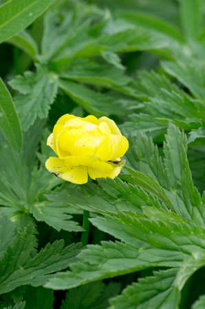 Peony on green backgroundの写真素材