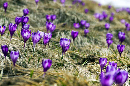 Spring crocus flowers on  natural background. Selective focusの写真素材