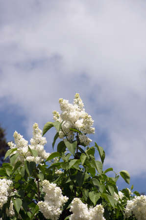Blooming lilac flowers. Abstract background. Macro photo.の写真素材