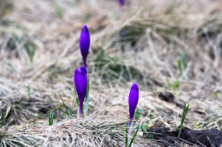 Spring crocus flowers on green natural background. Selective focusの写真素材