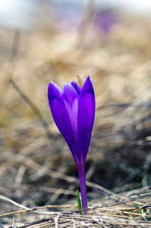 Spring crocus flowers on green natural background. Selective focusの写真素材