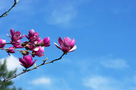 Beautiful Flowers of a Magnolia Treeの写真素材
