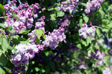 Blooming lilac flowers. Abstract background.の写真素材