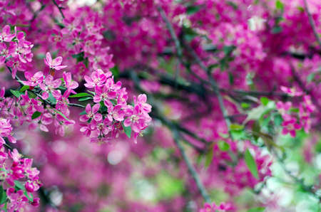 Close-up Cherry blossom Beautiful Flower in spring. Natural background, soft focus.の写真素材