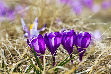 Spring crocus flowers on  natural background. Selective focusの写真素材