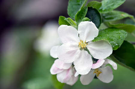 Beautiful Flower in spring. Natural background after rainの写真素材