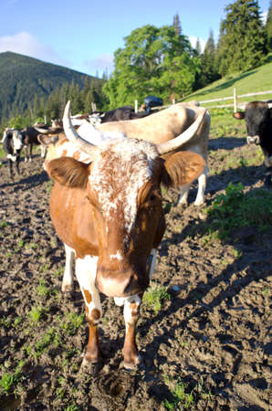Dairy cows in paddock eating fresh grass under the blue skyの写真素材