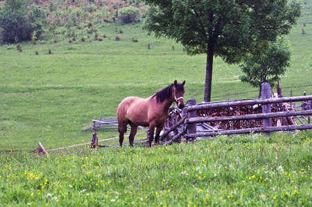 Senior horses eating grass in a meadowの写真素材