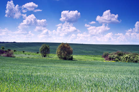 Wheat field and countryside sceneryの写真素材