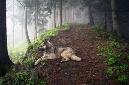 Beautiful summer forest mountain pathの写真素材