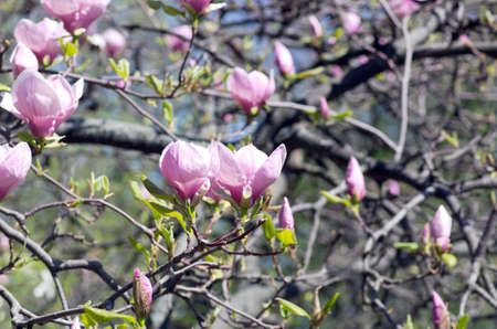 Beautiful Flowers of a Magnolia Treeの写真素材