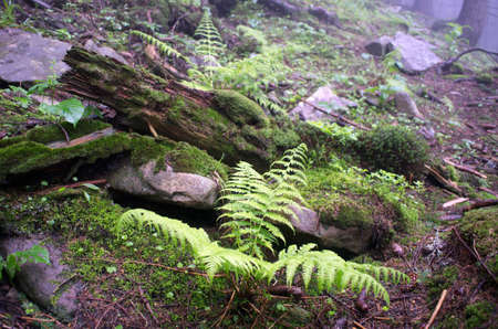 Beautiful summer forest mountain pathの写真素材