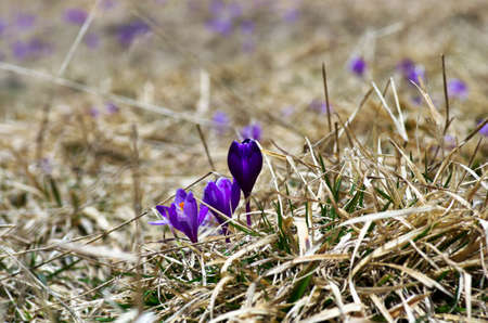 Spring crocus flowers on  natural background. Selective focusの写真素材