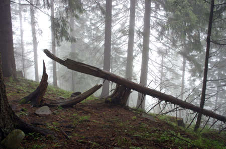 Beautiful summer forest mountain pathの写真素材