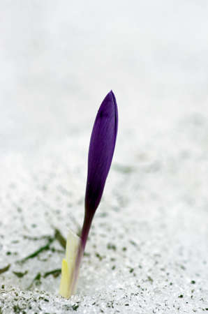 Spring crocus flowers in snow. Selective focusの写真素材