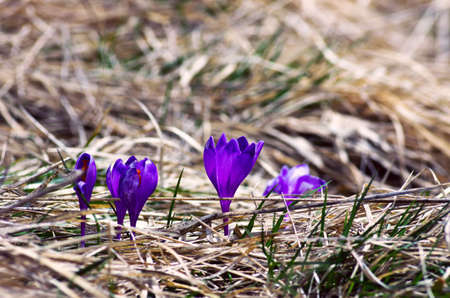 Spring crocus flowers on green natural background. Selective focus
