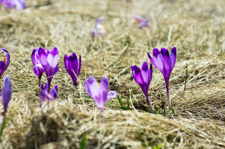 Spring crocus flowers on  natural background. Selective focusの写真素材