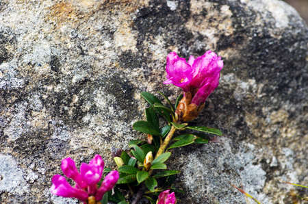 Closeup photo of a beautiful pink Pink Rhododendronの写真素材