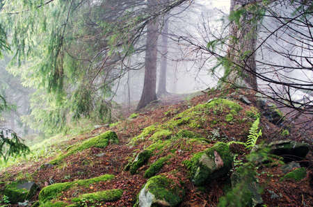 Beautiful summer forest mountain pathの写真素材