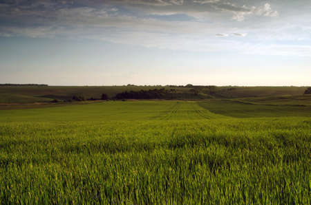 Bright sunset over wheat field.の写真素材