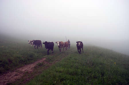 cows on misty pasture at sunriseのeditorial素材