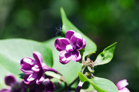 Blooming lilac flowers. Abstract background. Macro photo.