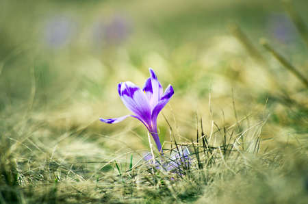 Spring crocus flowers on green natural background. Selective focusの写真素材