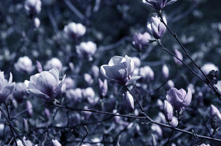 Beautiful Flowers of a Magnolia Treeの写真素材