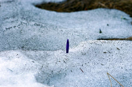 Spring crocus flowers on natural background. Selective focusの写真素材