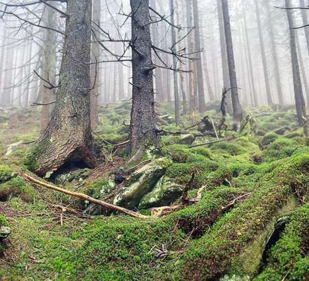 Beautiful summer forest mountain path