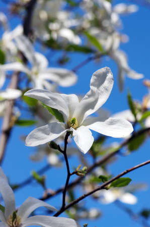 Beautiful Flowers of a Magnolia Treeの写真素材