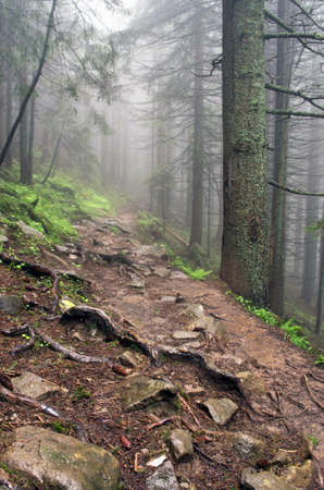 Beautiful summer forest mountain in fogの写真素材