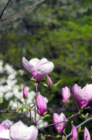 Beautiful Flowers of a Magnolia Treeの写真素材