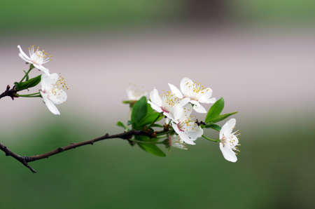 Spring blossom background - abstract floral border of green leaves and white flowersの写真素材
