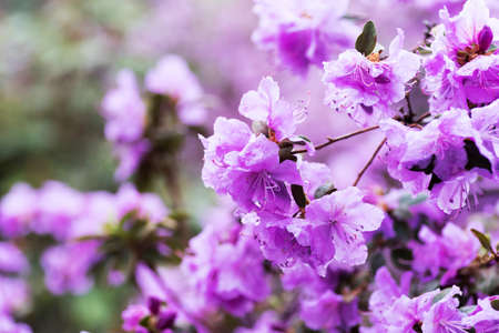 Natural flower background. Amazing view of colorful rododendron blooming in the garden under sunlight. Spring Day. Outdoors.の写真素材