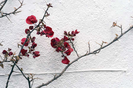 The charming old town of Sintra. Portugalの写真素材