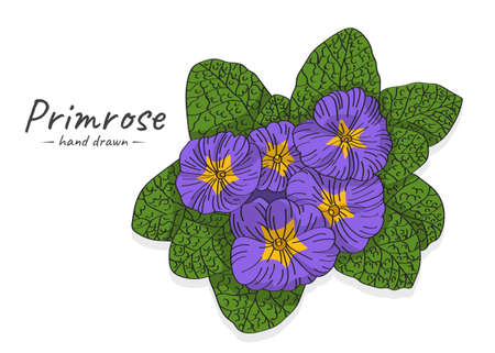 Vector hand drawn sketch illustration Primula vulgaris violet with leaves. Beautiful primrose home flower.のイラスト素材